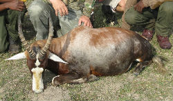 South Afrcia