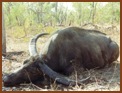 Asiatic Buffalo Hunt