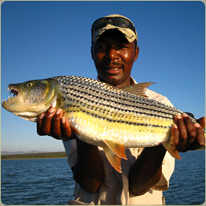 Tiger Fishing