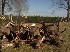 Alabama Whitetail Hunting