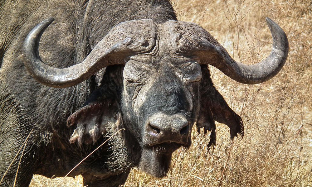 Zimbabwe Dangerous Game - Offhunting