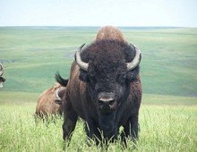 South Dakota Bison Hunt